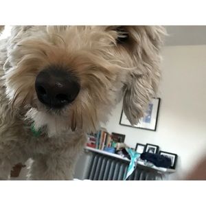 Meet your Posher, Hazel